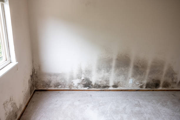 Best Mold Documentation for Insurance Claims  in Lake Sconsin, WI